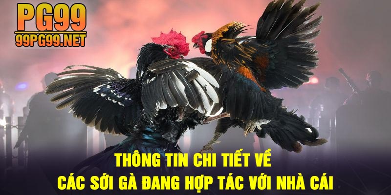Thong tin chi tiet ve cac soi ga dang hop tac voi nha cai Thông tin chi tiết về các sới gà đang hợp tác với nhà cái