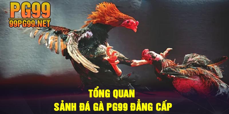 Tong quan sanh Da ga PG99 dang cap Tổng quan sảnh Đá gà PG99 đẳng cấp